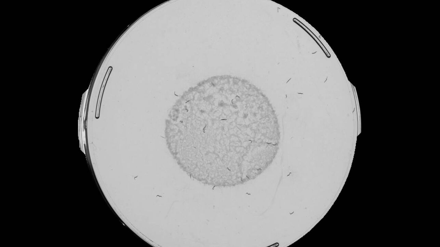 Población de C. elegans, en una placa de Petri. (Cedida)