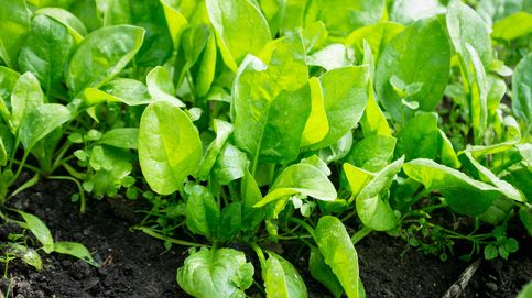 Busca el verde: estos sí son los vegetales con mayor cantidad de antioxidantes