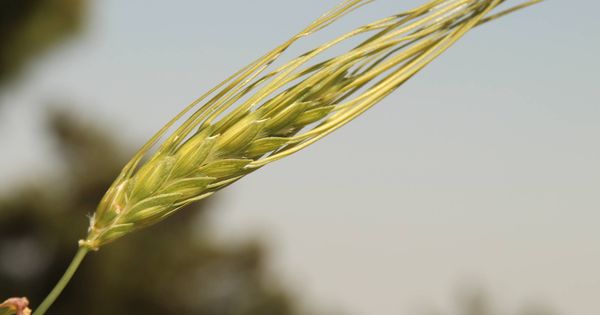 Foto:  Una espiga de trigo (Universidad de Tel Aviv)