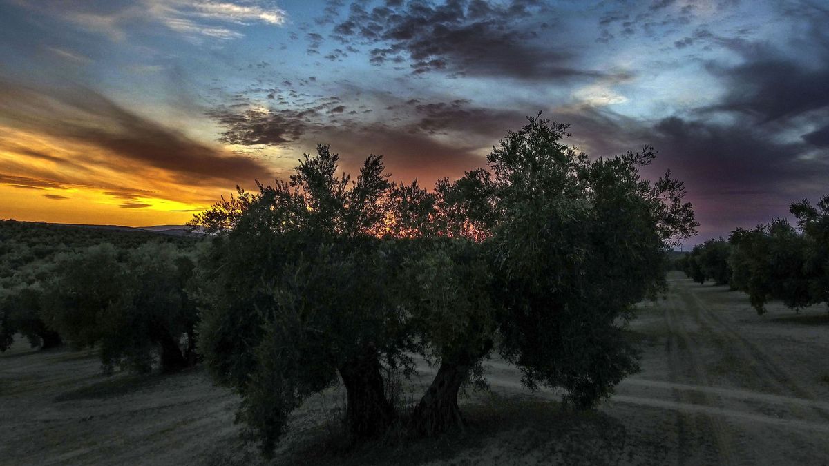 Fiebre entre las fortunas andaluzas por invertir en el olivar húmedo de Portugal