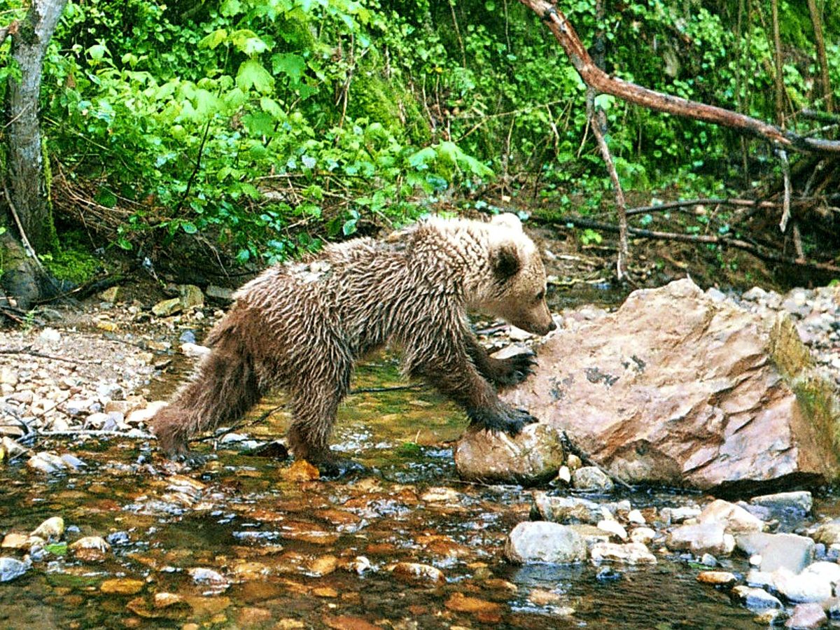Foto: Un oso de la Cordillera Cantábrica. (EFE)