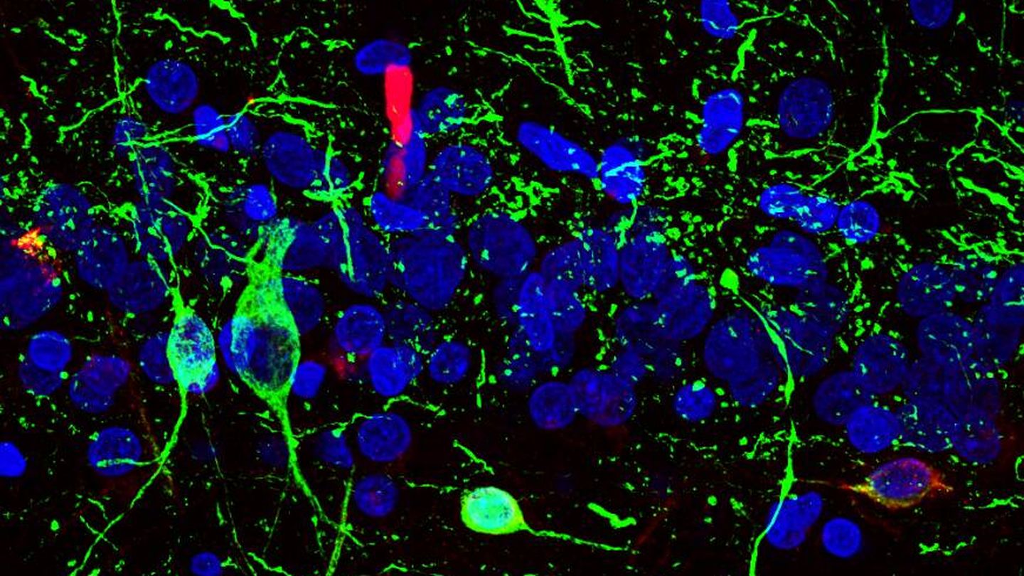 Neuronas inmaduras (rojo y verde) y núcleos celulares (azul) en el hipocampo humano. (M. L.)