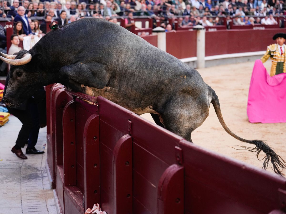 Foto: Un toro de los Miura salta la barrera de Las Ventas. (EFE/Borja Sánchez Trillo) 