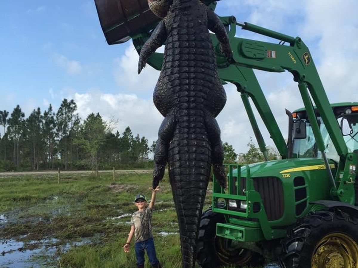 Cazan a un cocodrilo de 4,5 metros en una granja de Florida, en Estados  Unidos