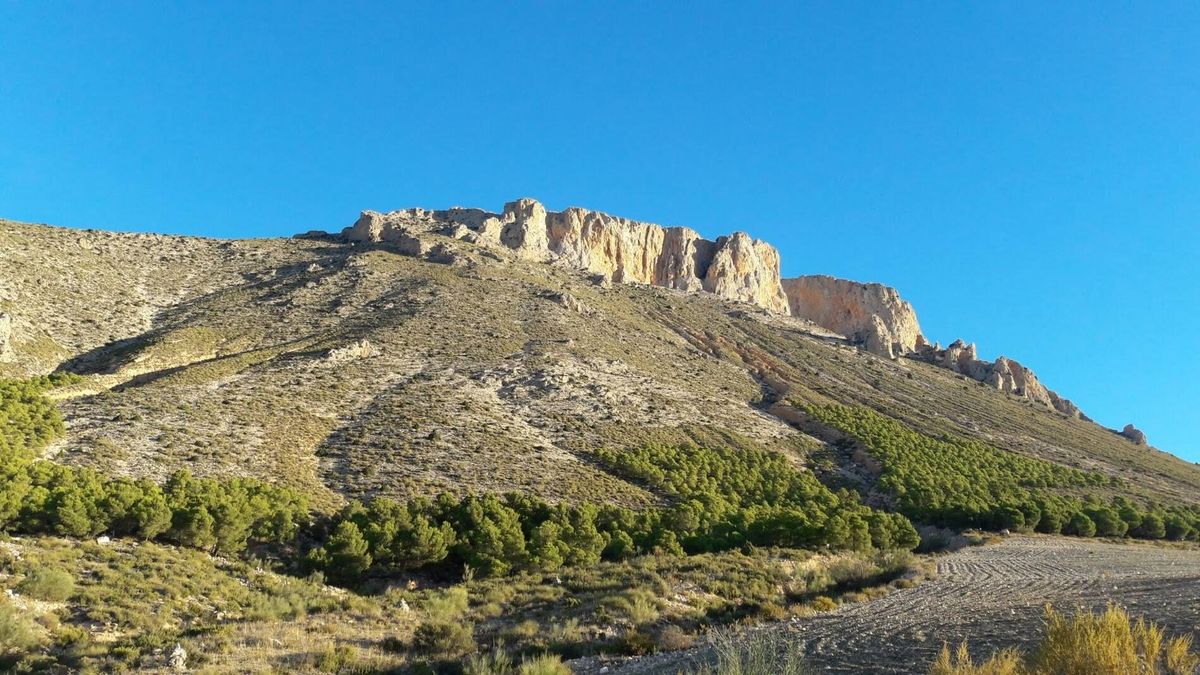 El buscador alemán que financió plantar un bosque en Almería y, al verlo, se arrepintió