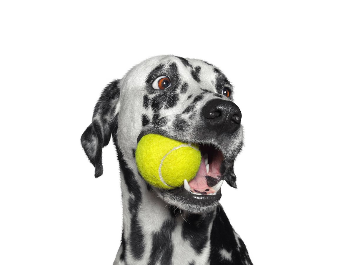 Foto: Las pelotas de tenis podrían ser perjudiciales para nuestras mascotas. (iStock)