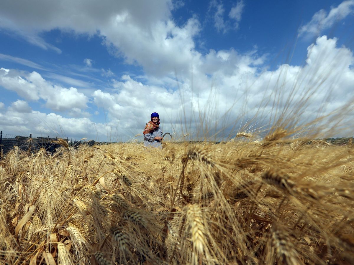 Foto: El alza de precio de los fertilizantes amenaza la producción de alimentos. (EFE/Alaa Badarneh)