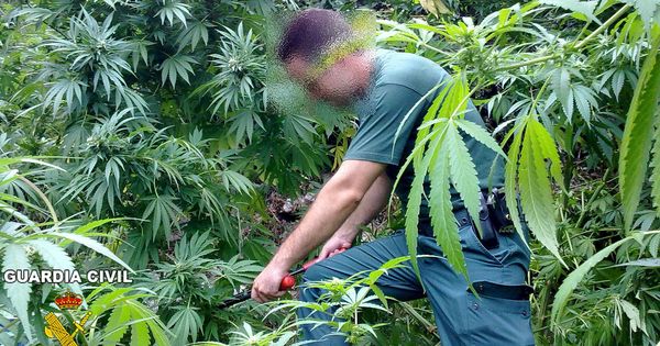 Foto: Un agente de la Guardia Civil corta algunas de las plantas de marihuana en la localidad granadina de Cáñar. (EFE)