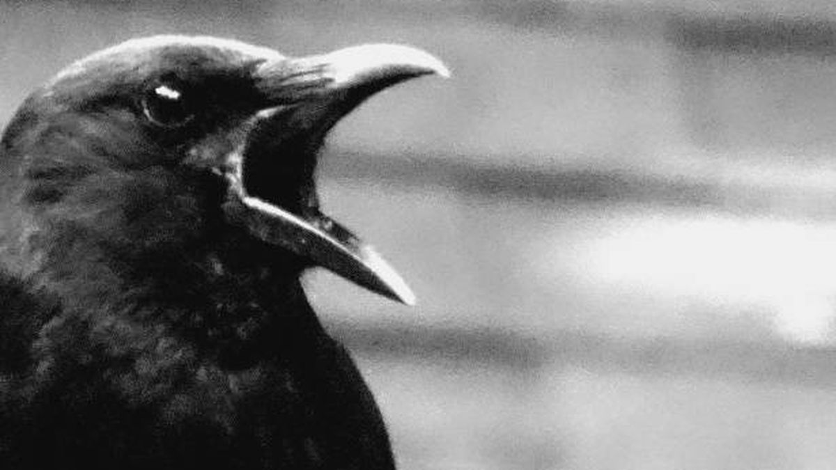 Los cuervos hacen gala de autocontrol (son más listos de lo que tú te crees)
