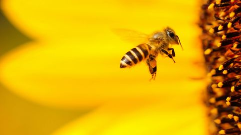 El apasionante mundo del cerebro en las abejas