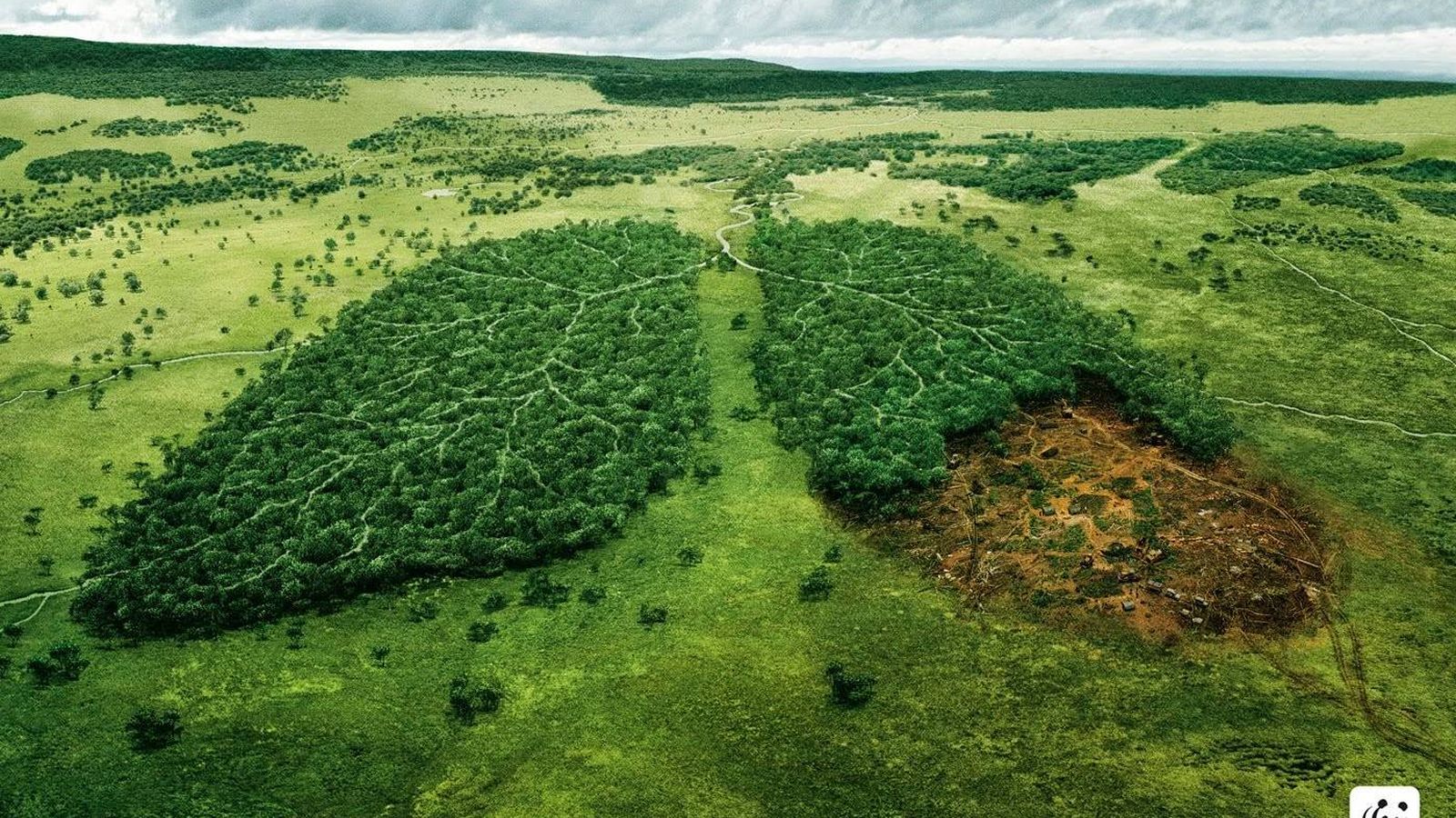 Foto: Imagen de la campaña de WWF contra la deforestación 
