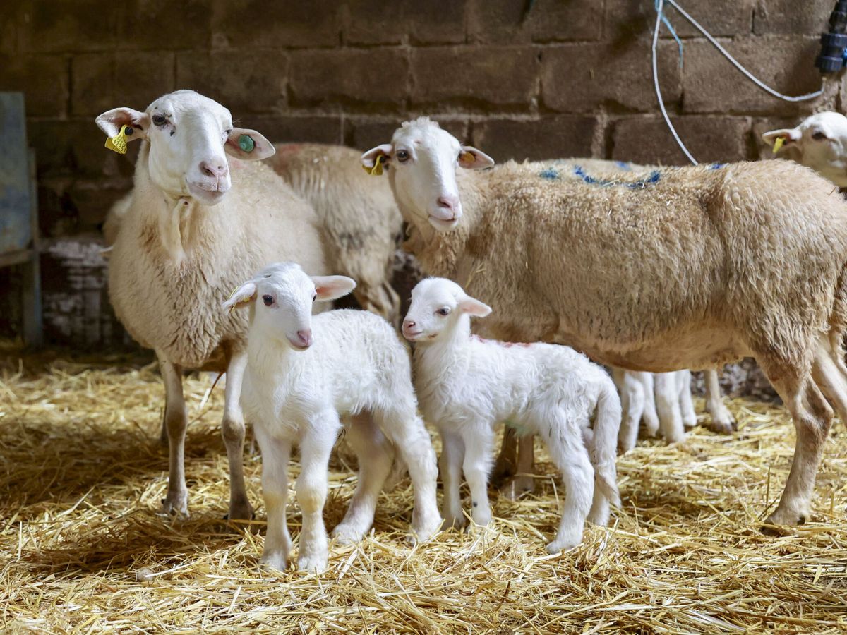 Foto: Una ovejas con sus crías. (EFE/Raquel Manzanares)