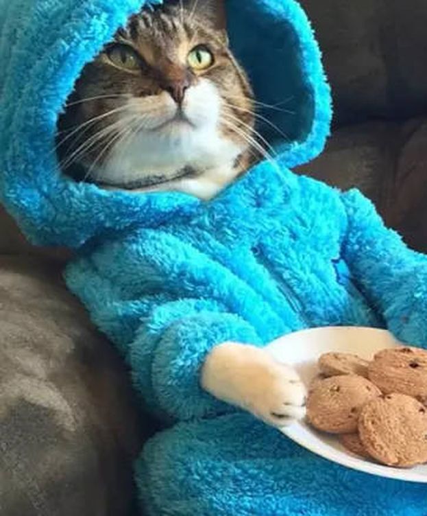 Foto: El gato disfrazado del personaje de Barrio Sésamo que se envió por email
