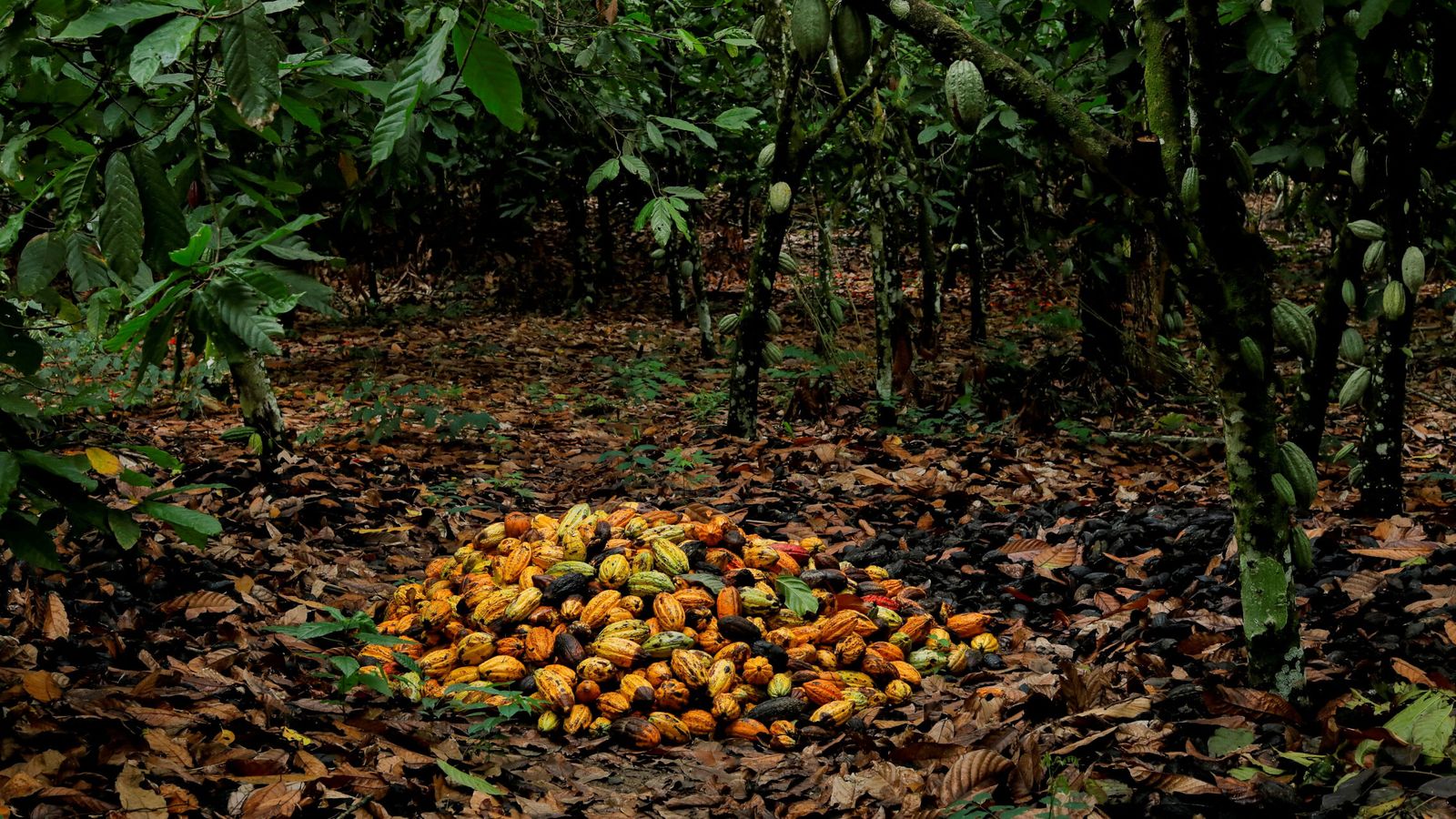 Cacao recolectado en el poblado de Kusa, en Ghana. (Reuters)