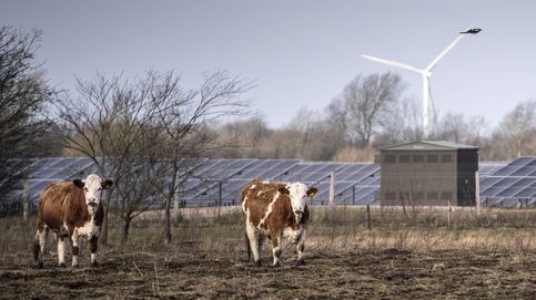 El sueño de la Dinamarca verde pasa por un impuesto a los granjeros de 100 € por vaca (y sus gases)