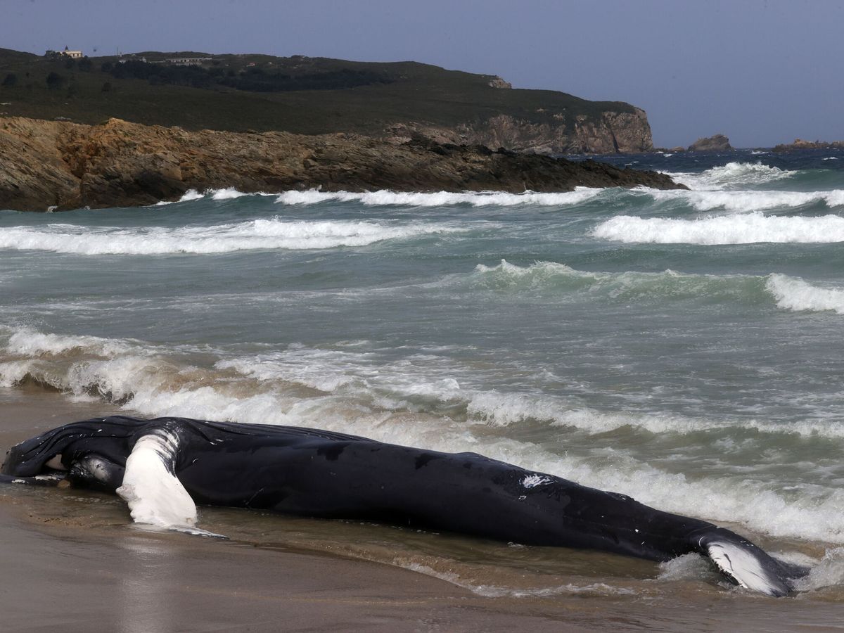 Foto: La ballena jorobada en la playa de Marmadeiro, parroquia de Covas (Ferrol). (EFE/Kiko Delgado)