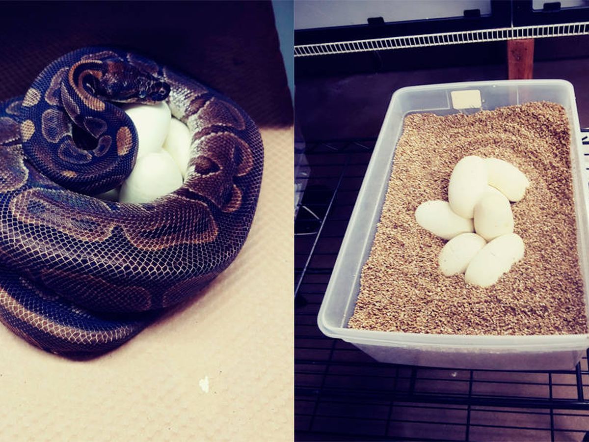 Foto: La serpiente puso siete huevos y ahora deben investigar cómo lo hizo (Foto: Zoo Saint Louis)
