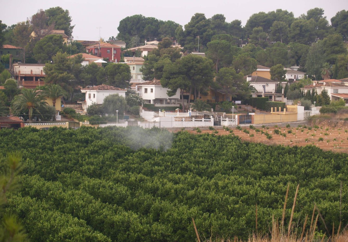 Aplicación de pesticidas en un campo de naranjos de Valencia. (APIADS)