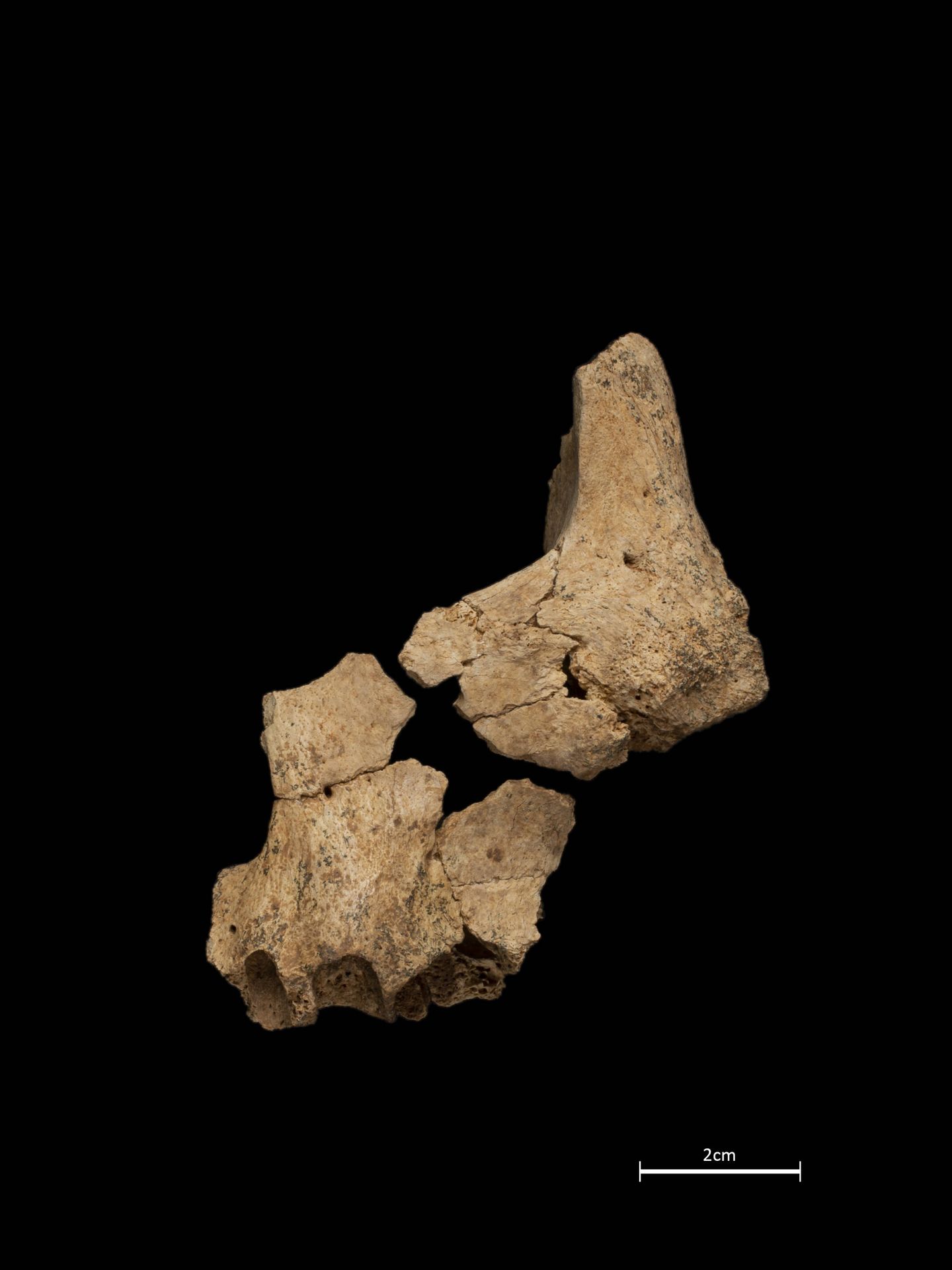 Hallazgos arqueológicos de Atapuerca. (Atapuerca)