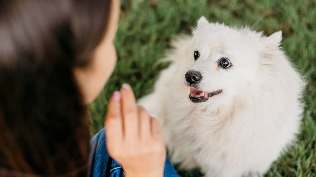 Estas son las 15 palabras que a tu perro le encanta escuchar, según este estudio