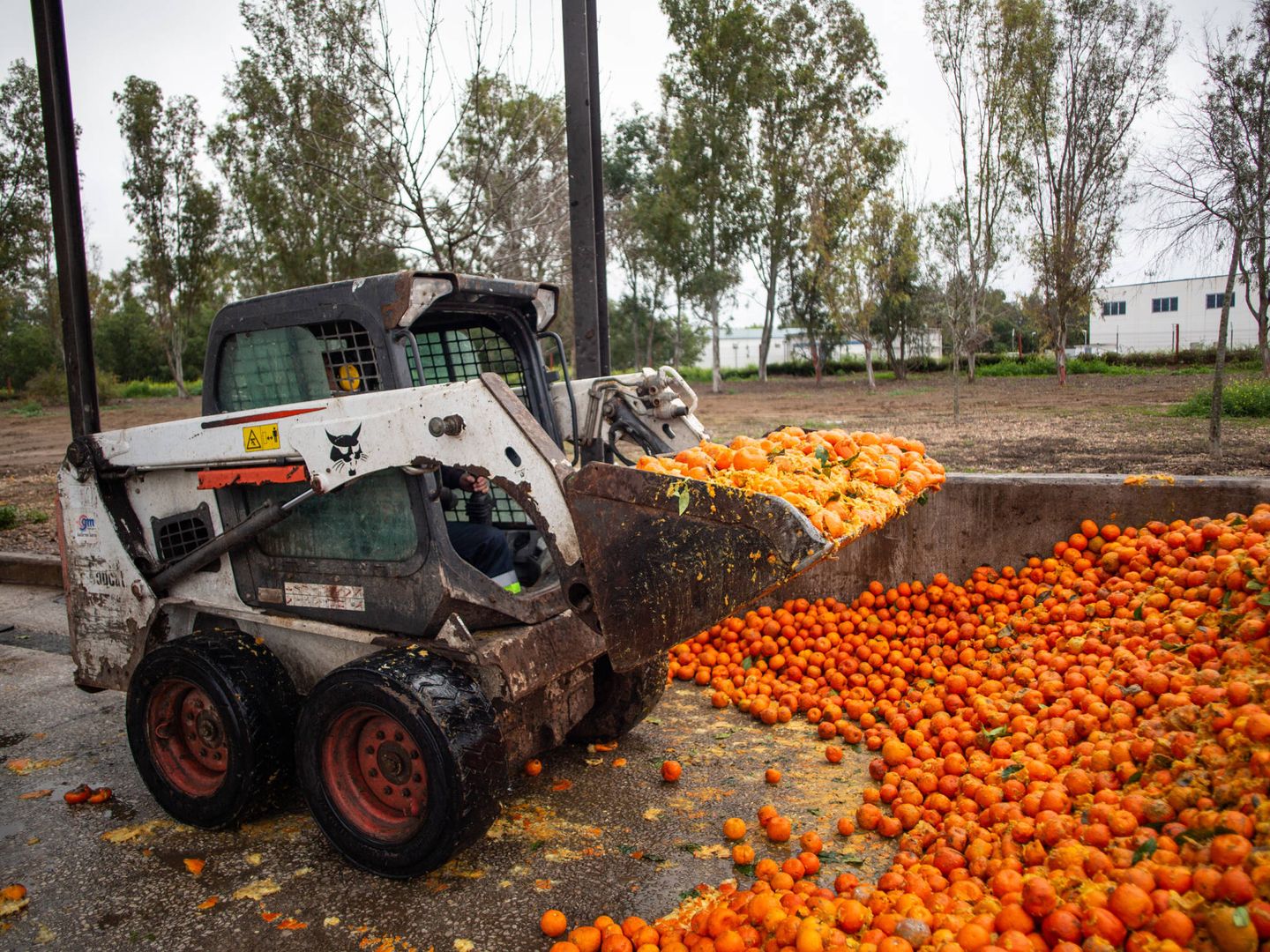 Un operario recogiendo las naranjas para vertirlas en una trituradora. (Fernando Ruso)