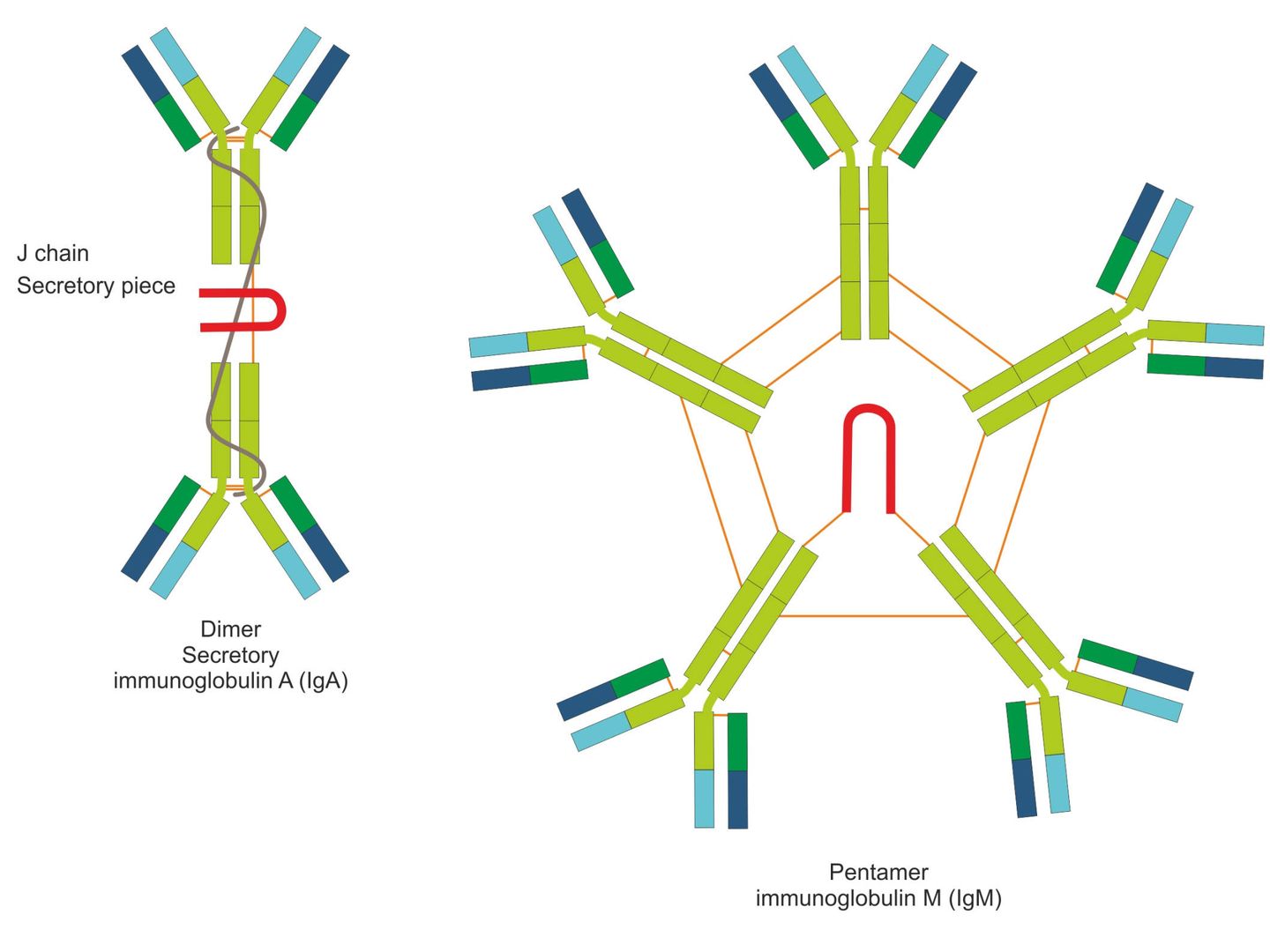 Ilustración de varios tipos de inmunoglobulinas. A la izquierda la inmonoglobulina A. (iStock)