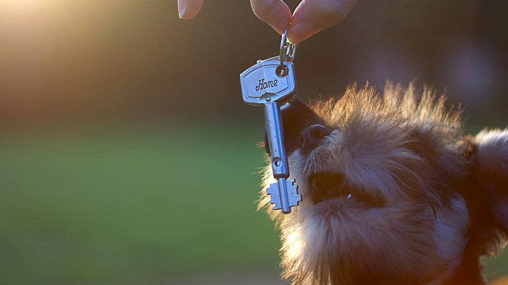 Foto: Mis inquilinos acaban de comprar un perro, ¿puedo rescindir el contrato de alquiler? (Foto: iStockphoto)