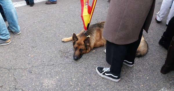 Foto:  Las mascotas también acuden a la manifestación por la unidad de España. (Á. C.)