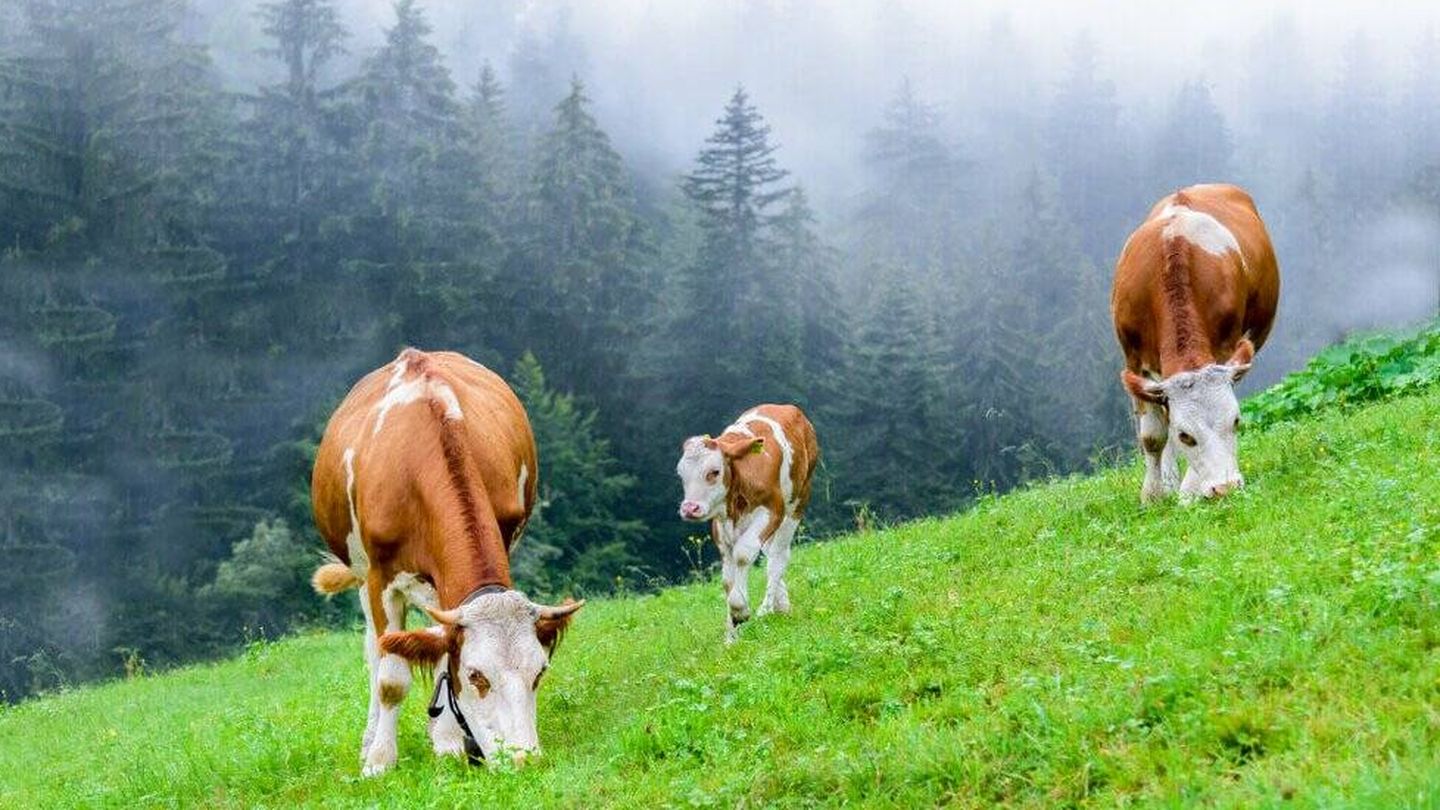 Vacas pastando en Galicia.