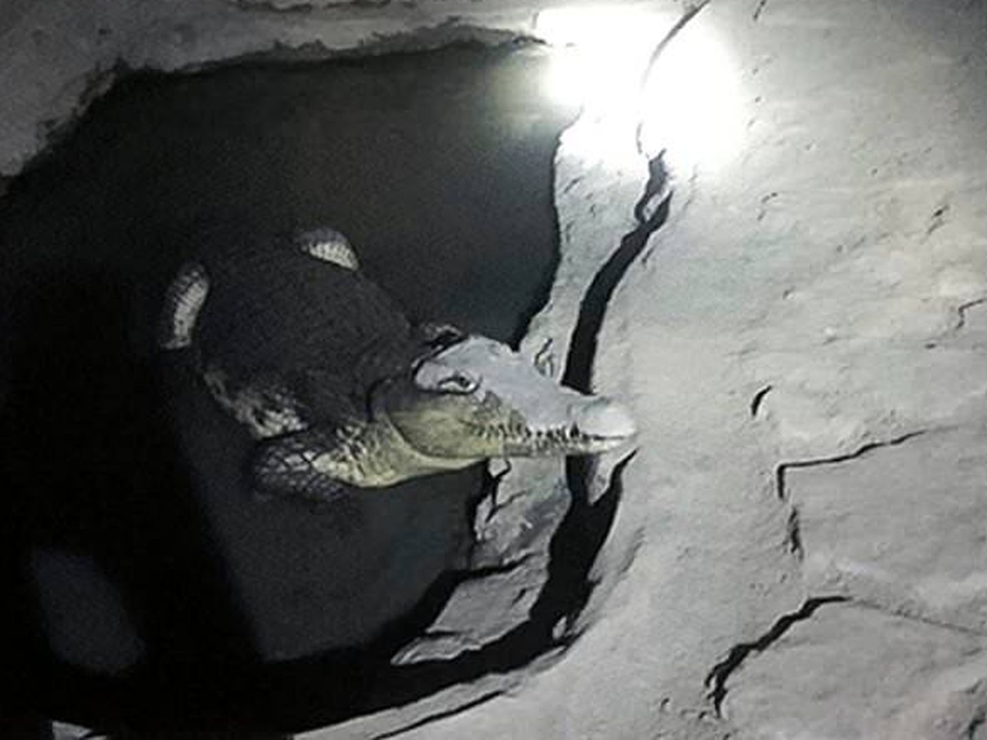 La piscina del cocodrilo hecha con cemento en el sótano.