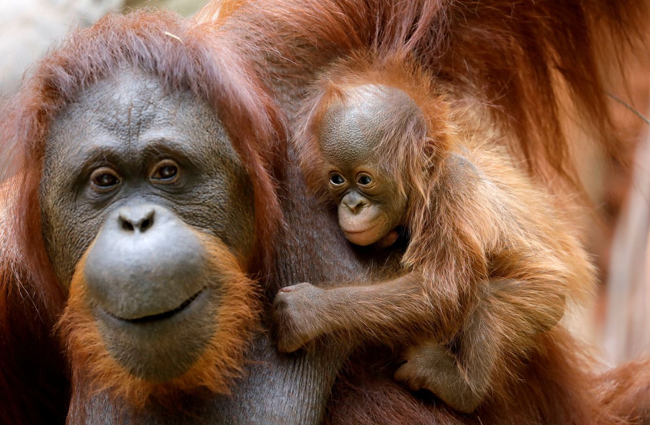 El aceite de palma no sostenible es uno de los responsables de que los orangutanes estén en peligro de extinción. Foto: Reuters