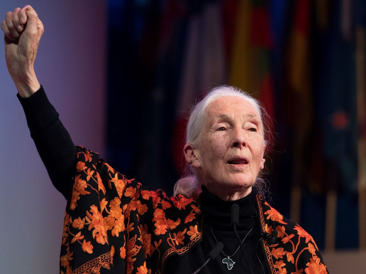 Foto: La etóloga británica Jane Goodall. (EFE/EPA/Facundo Arrizabalaga)