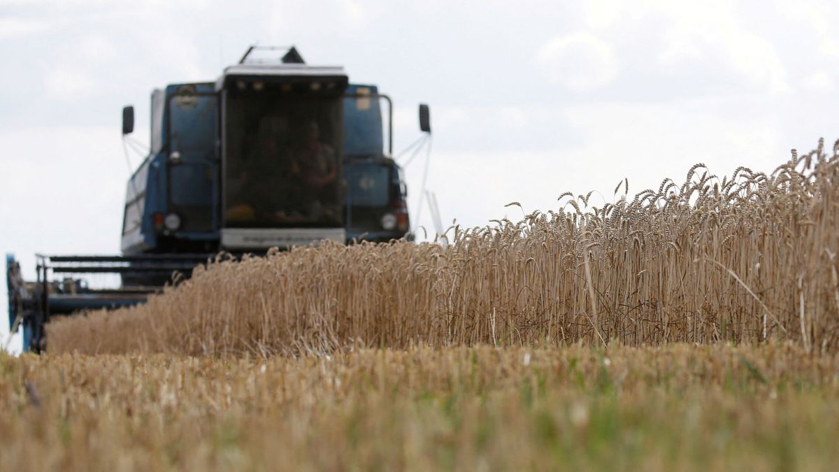 Trigo, carne, sal, azúcar... Ucrania suspende la exportación de materias primas clave