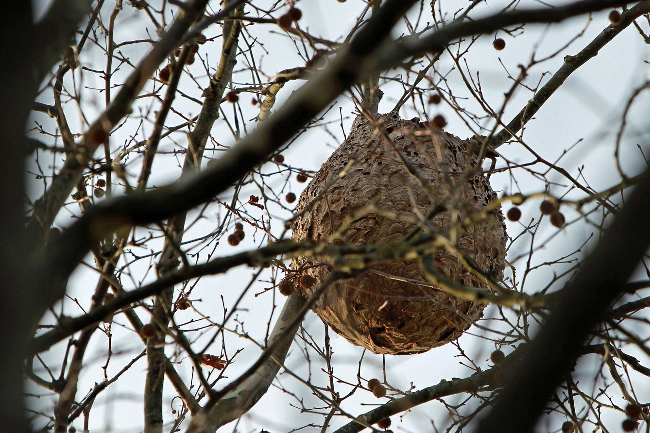 Los nidos de avispa asiática pueden albergar 5.000 ejemplares. (EFE)