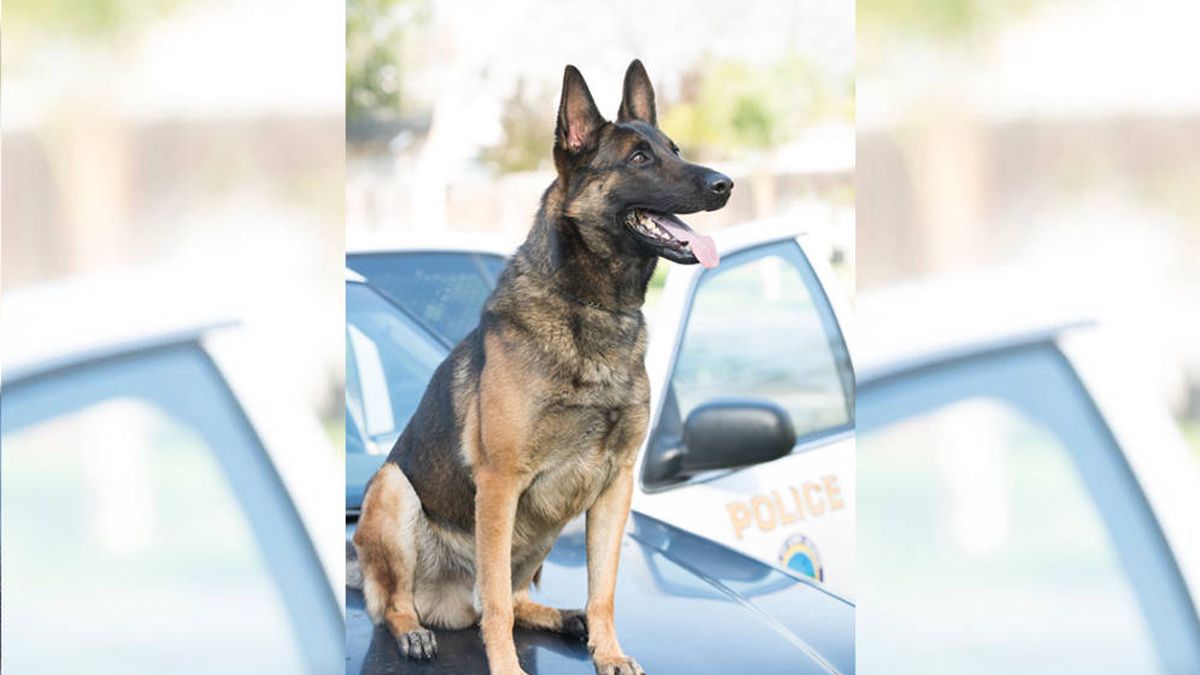 Muere un perro policía dentro de un vehículo oficial por un golpe de calor
