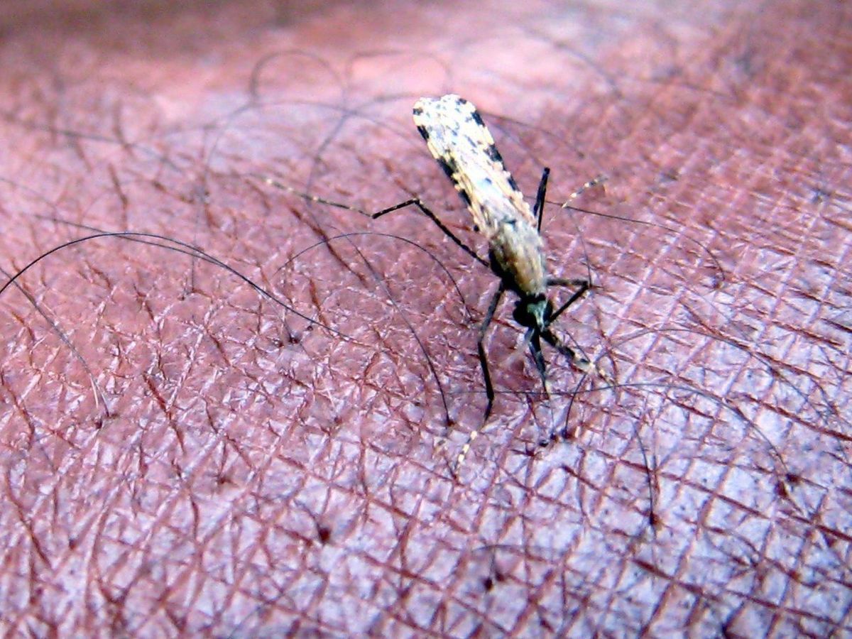Foto: Un mosquito en una foto de archivo. (EFE/Stephen Morrison)