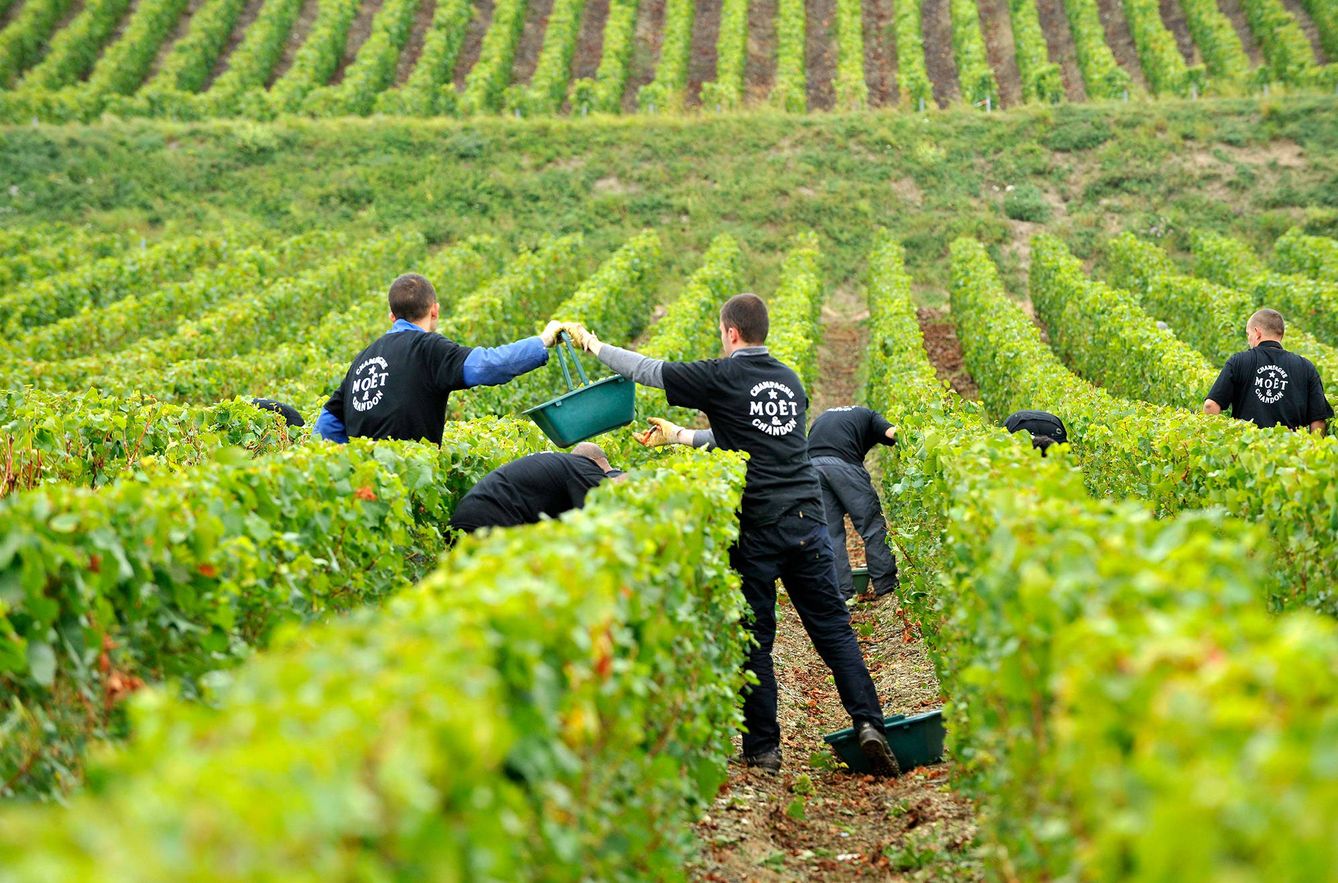 Empleados de Moët & Chandon trabajan en los viñedos de la 'maison'.