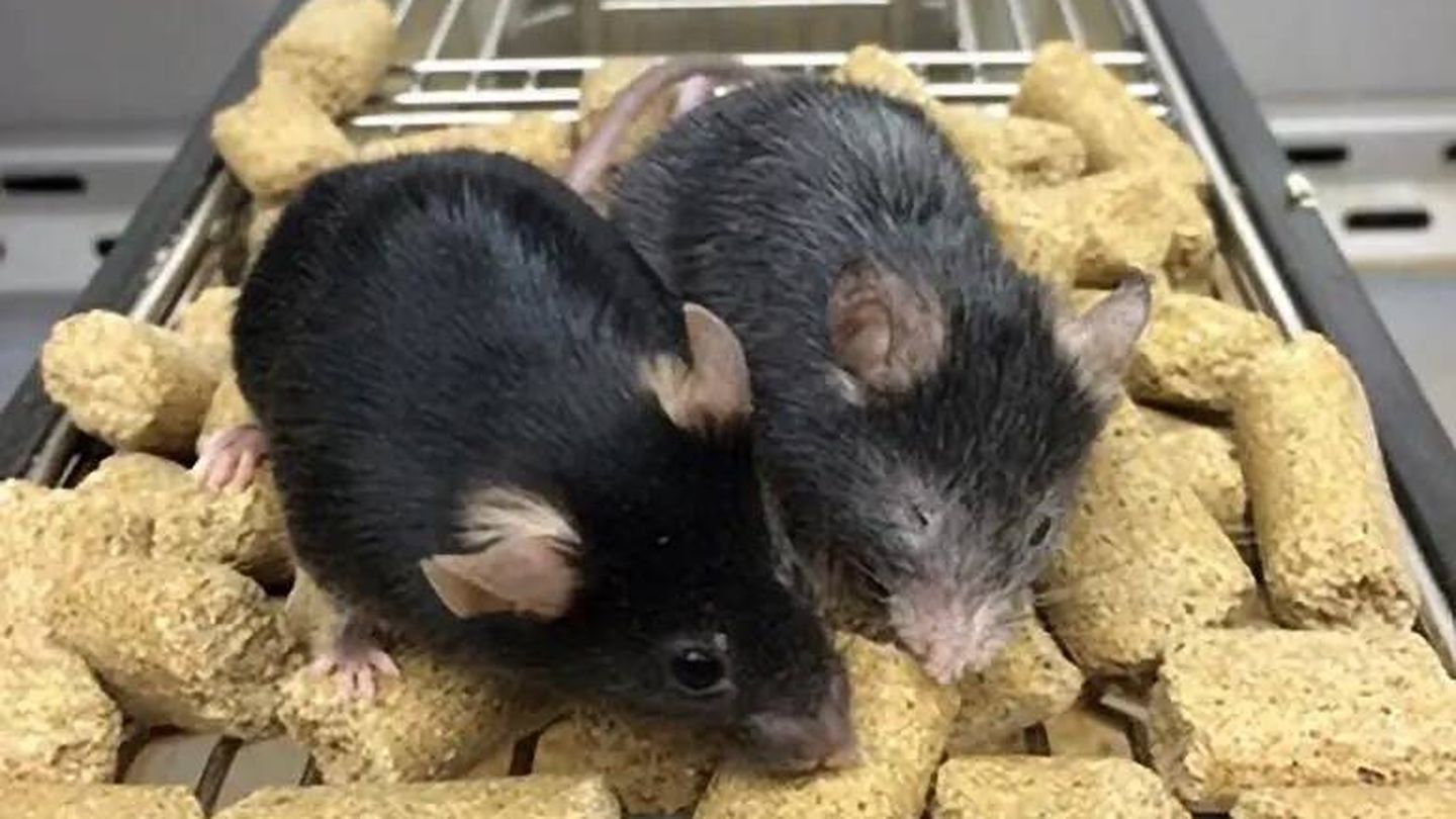 Los ratones lograron revertir su edad en menos de una semana. (Yang et al)
