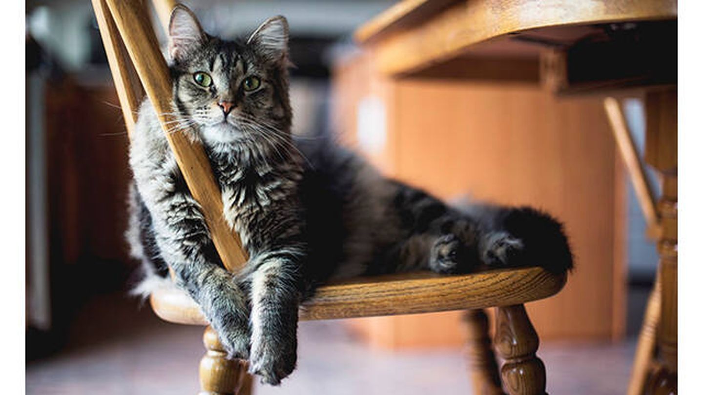 La vida sedentaria perjudica a tu mascota (Pixabay)