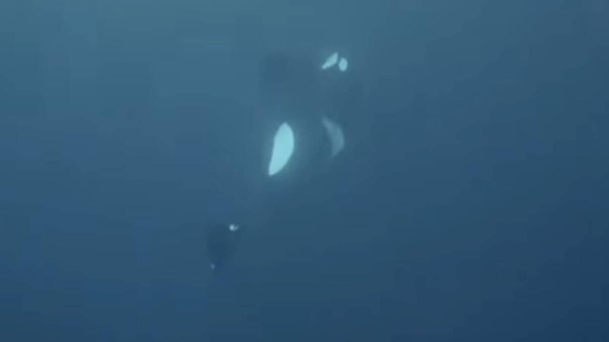 Lo más triste que verás hoy tiene un gran valor científico: así mueren las orcas de forma natural