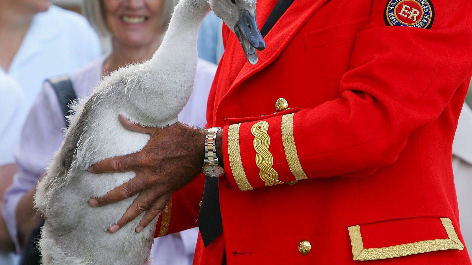 Foto: Imagen de archivo del 'marcado' anual de cisnes que tiene lugar en el Támesis. Los no marcados pertenecen a Isabel II (EFE)