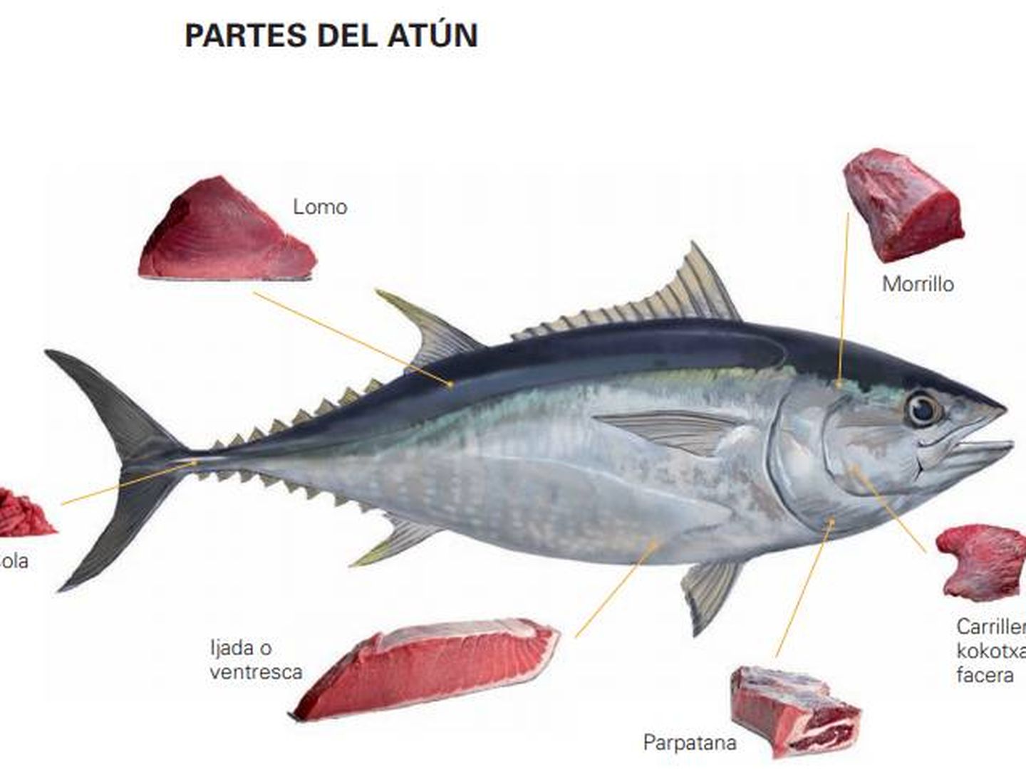 Ilustración de algunas partes comestibles del atún rojo del Atlántico. (G. Balfegó)