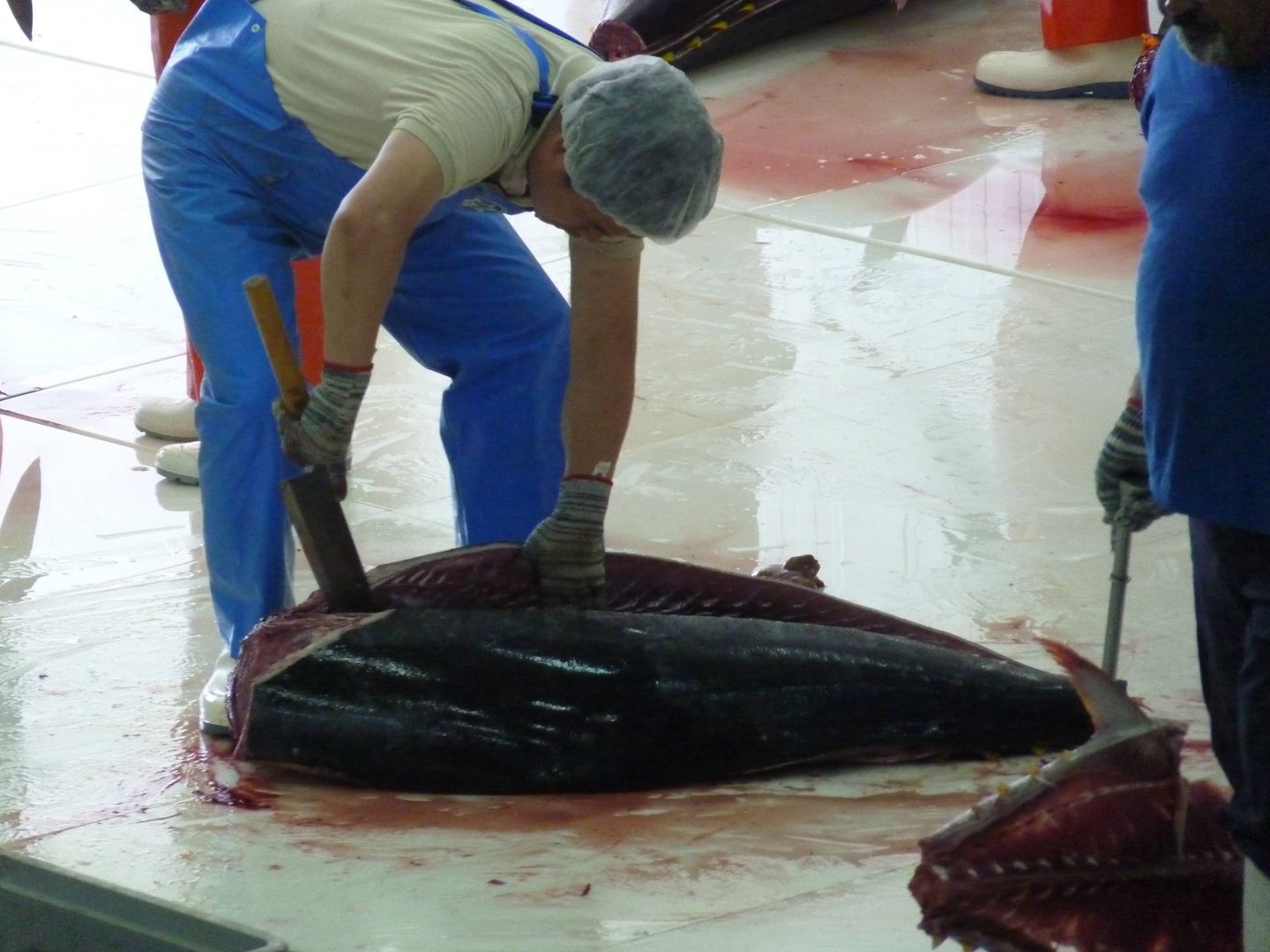 Despiece o ronqueo de un atún en la localidad gaditana de Barbate. (M. García Rey / ICIJ)