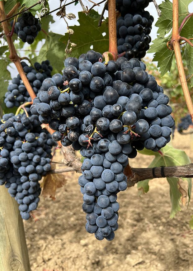 Racimo de uvas tempranillo 'con hombros' –los más apreciados— a punto de ser vendimiado. (Cortesía)