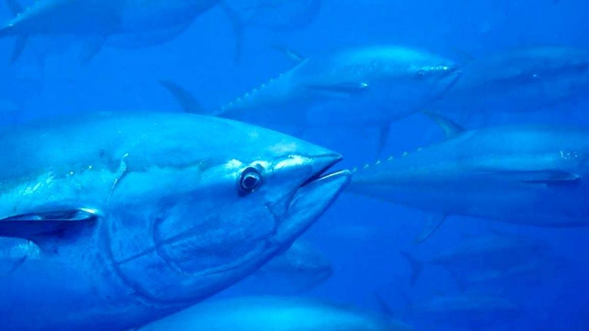 Crece el consumo de atún procedente de pesca sostenible