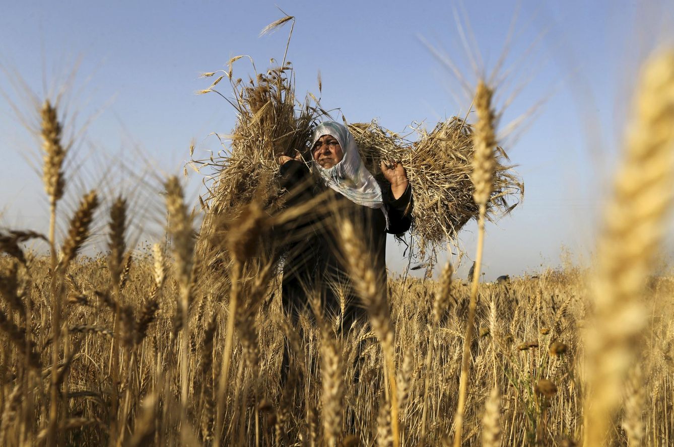Una mujer palestina recoge cebada en una granja de Khan Younis, en el Sur de la Franja (Reuters).