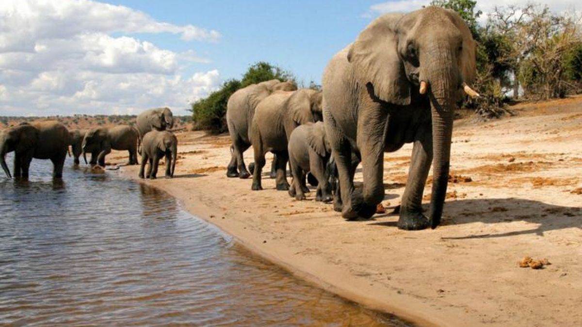 ¿Qué mató a 350 elefantes en Botsuana? Los científicos lanzan las primeras hipótesis