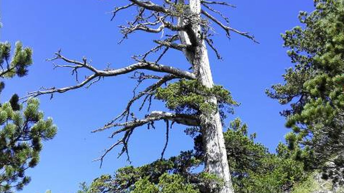 Científicos italianos descubren a 'Italus', el árbol más 'viejo' de Europa con 1.230 años de antigüedad