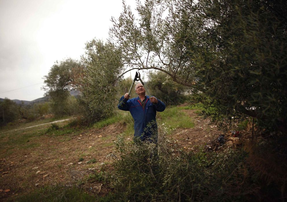 Foto: Un agricultor en un campo de olivos. (Reuters)