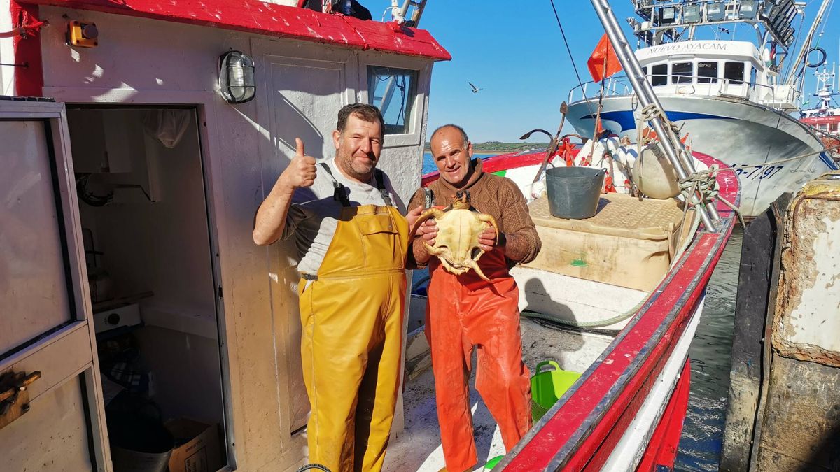 Estos pescadores están rescatando a las tortugas heridas de las costas de Cádiz y Huelva